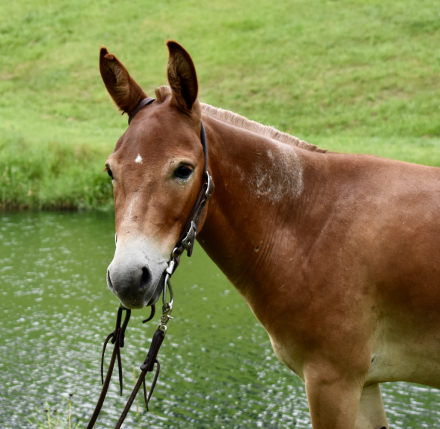 HorseID: 2299363 Johnny - PhotoID: 1080544