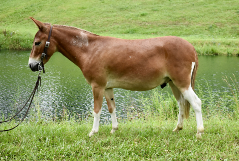 HorseID: 2299363 Johnny - PhotoID: 1080545