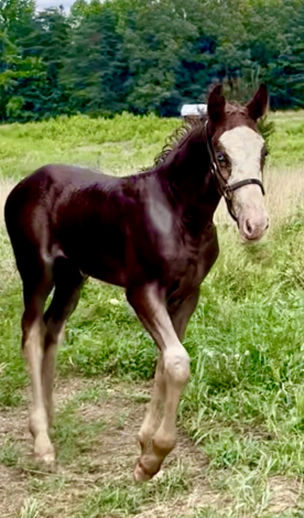 HorseID: 2299373 Shamrock Farm’s Hot Shot - PhotoID: 1080559