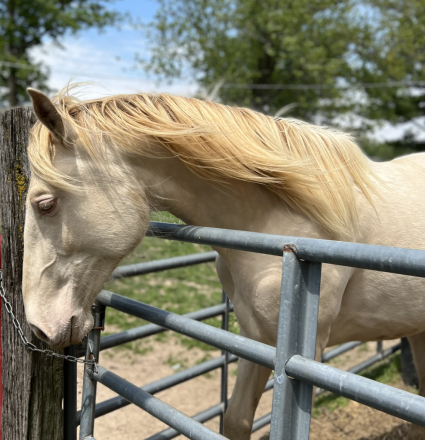 HorseID: 2299374 FTF Allegro - PhotoID: 1080560