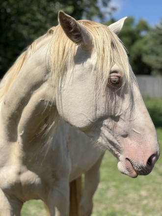 HorseID: 2299374 FTF Allegro - PhotoID: 1080561