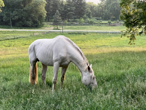 HorseID: 2299374 FTF Allegro - PhotoID: 1080562