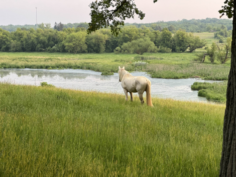 HorseID: 2299374 FTF Allegro - PhotoID: 1080563