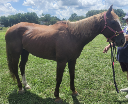 HorseID: 2299377 Kendra's Song - PhotoID: 1080564