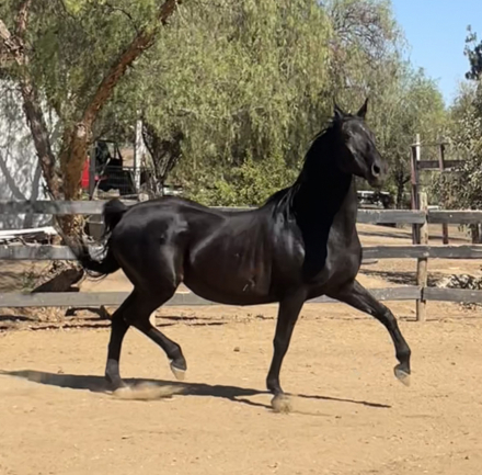 HorseID: 2299391 JMF Black Pearl - PhotoID: 1080585