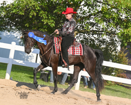 HorseID: 2299405 Zallie - PhotoID: 1080602