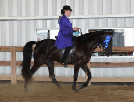 HorseID: 2299405 Zallie - PhotoID: 1080605