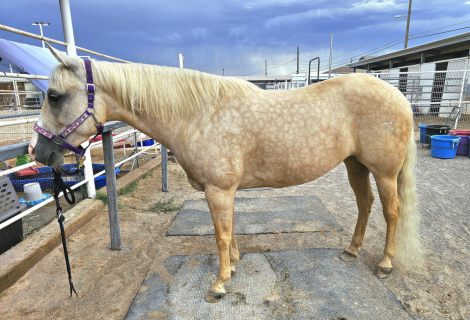 HorseID: 2299421 SUNSHINE SKOOTER SUE - PhotoID: 1080632