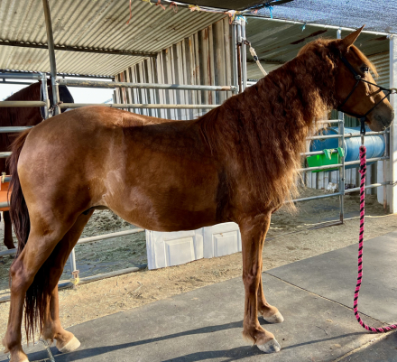 HorseID: 2299438 Witchs Charm - PhotoID: 1080656