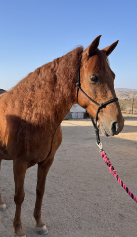 HorseID: 2299438 Witchs Charm - PhotoID: 1080657