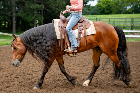 HorseID: 2299451 What Dreams Are Made Of - PhotoID: 1080677