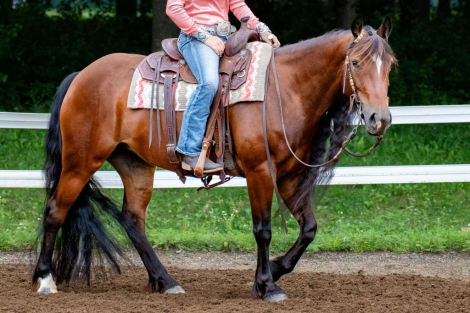 HorseID: 2299451 What Dreams Are Made Of - PhotoID: 1080679