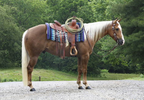 HorseID: 2299454 Boones Niki Sixx SV - PhotoID: 1080685