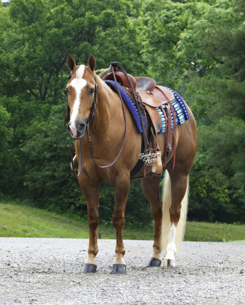 HorseID: 2299454 Boones Niki Sixx SV - PhotoID: 1080686