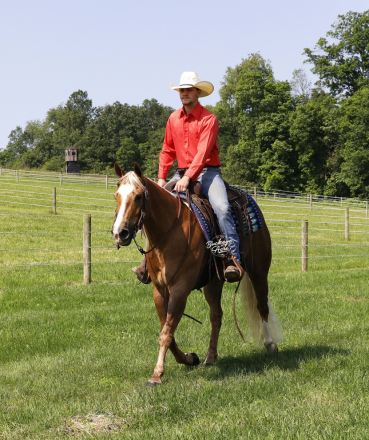 HorseID: 2299454 Boones Niki Sixx SV - PhotoID: 1080687