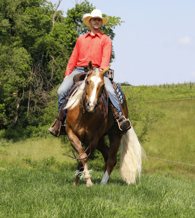 HorseID: 2299454 Boones Niki Sixx SV - PhotoID: 1080688