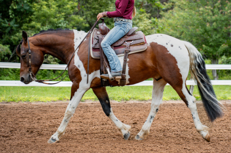 HorseID: 2299458 Roman's Empire - PhotoID: 1080694