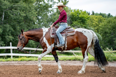 HorseID: 2299458 Roman's Empire - PhotoID: 1080695