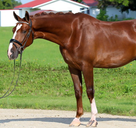 HorseID: 2299467 Skandal - PhotoID: 1080700