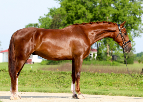 HorseID: 2299467 Skandal - PhotoID: 1080701