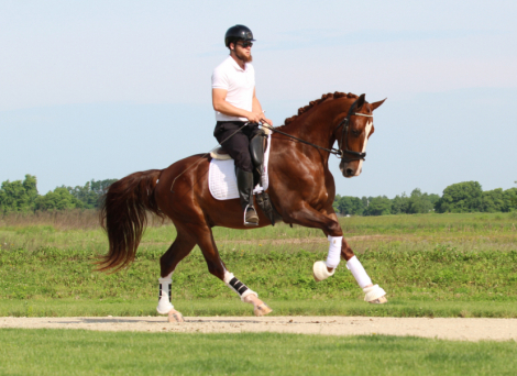 HorseID: 2299467 Skandal - PhotoID: 1080702