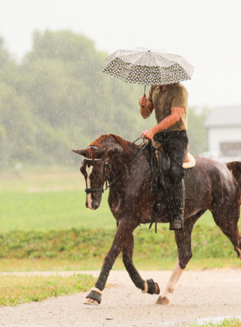 HorseID: 2299467 Skandal - PhotoID: 1080703