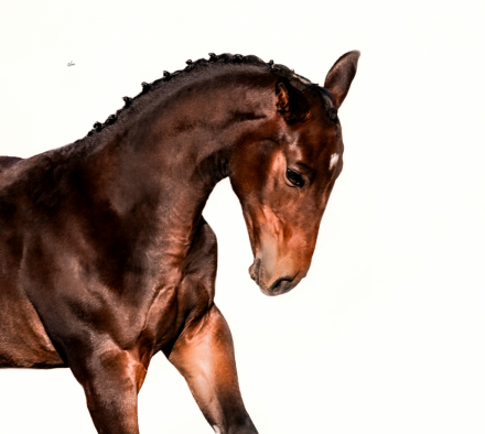 HorseID: 2299471 Furst Brew - PhotoID: 1080710