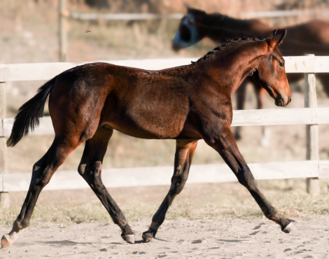 HorseID: 2299471 Furst Brew - PhotoID: 1080711