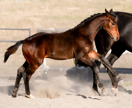 HorseID: 2299471 Furst Brew - PhotoID: 1080712