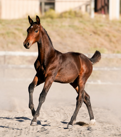 HorseID: 2299471 Furst Brew - PhotoID: 1080713