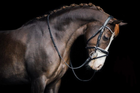 HorseID: 2299495 Bloklands Hoeve's Activia - PhotoID: 1080743