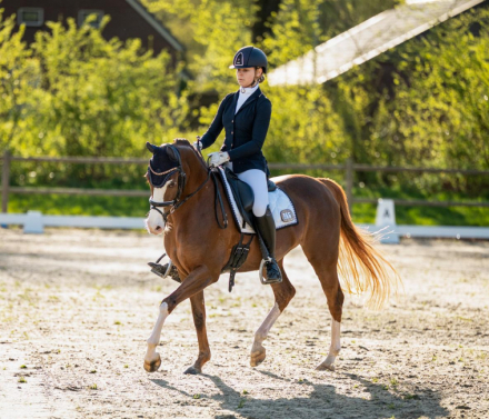 HorseID: 2299495 Bloklands Hoeve's Activia - PhotoID: 1080744