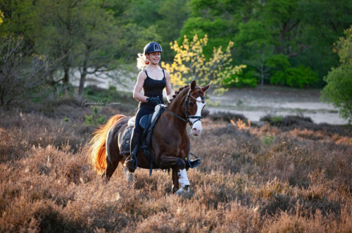 HorseID: 2299495 Bloklands Hoeve's Activia - PhotoID: 1080747