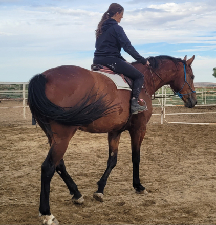 HorseID: 2299674 Saxon Sinclair - PhotoID: 1102173