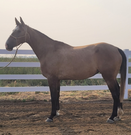HorseID: 2299676 Amazing grace - PhotoID: 1103305