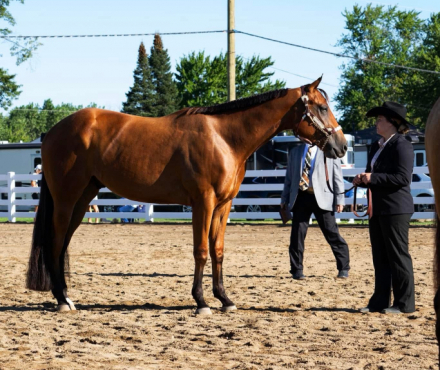 HorseID: 2299863 CBS UR LUCKY IM HOT - PhotoID: 1102457