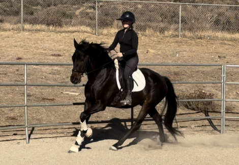 HorseID: 2300352 Lorenzo - PhotoID: 1081818