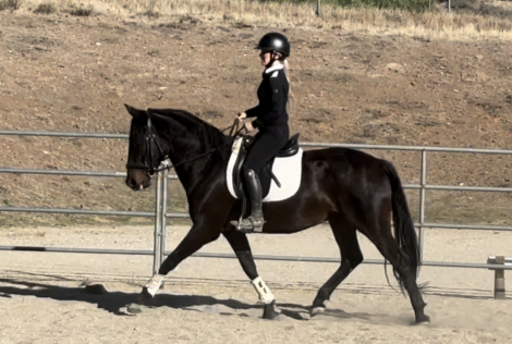 HorseID: 2300352 Lorenzo - PhotoID: 1081819