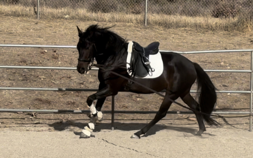 HorseID: 2300352 Lorenzo - PhotoID: 1093216
