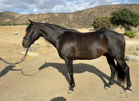 HorseID: 2300352 Lorenzo - PhotoID: 1093217