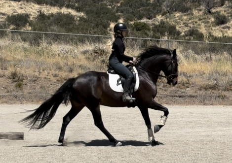 HorseID: 2300352 Lorenzo - PhotoID: 1081818
