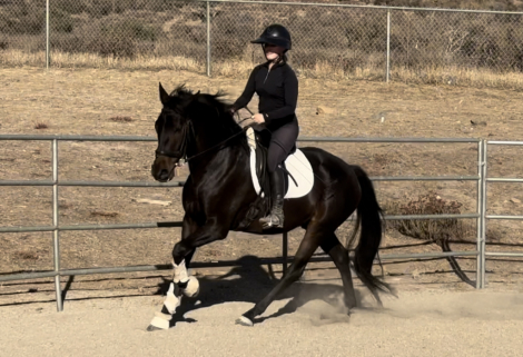 HorseID: 2300352 Lorenzo - PhotoID: 1081819