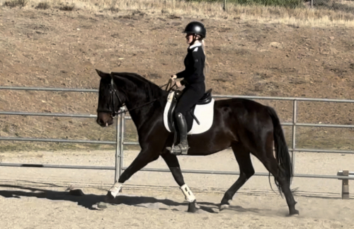 HorseID: 2300352 Lorenzo - PhotoID: 1081820