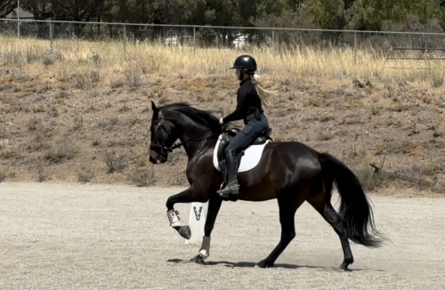 HorseID: 2300352 Lorenzo - PhotoID: 1093216