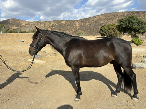 HorseID: 2300352 Lorenzo - PhotoID: 1093217