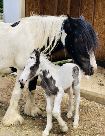 HorseID: 2300410 7’s Outlaw - PhotoID: 1102283