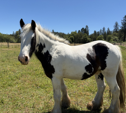 HorseID: 2300410 7’s Outlaw - PhotoID: 1102339