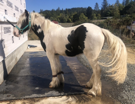 HorseID: 2300410 7’s Outlaw - PhotoID: 1102340
