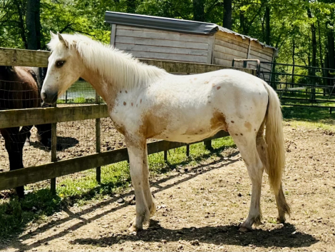 HorseID: 2300505 WCW Iridescent Jasper - PhotoID: 1101361