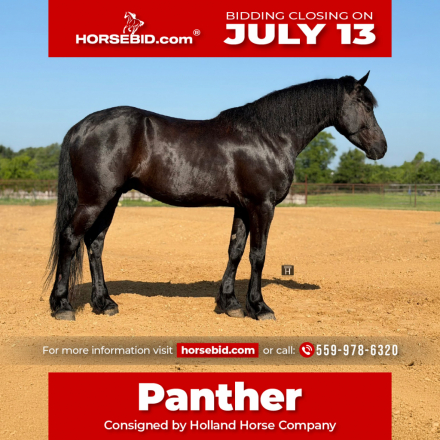 HorseID: 2301482 Panther - PhotoID: 1083532
